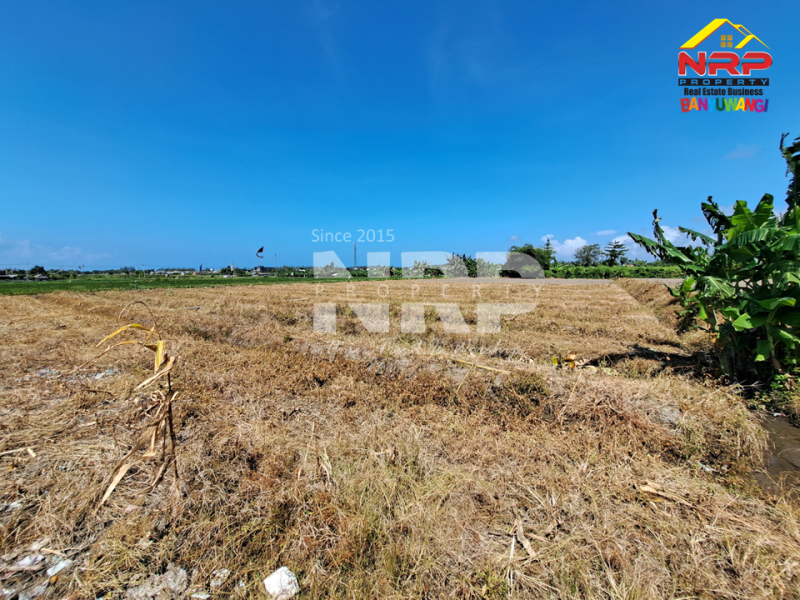 Dijual Tanah di Tukangkayu Belakang SMAN 1 Banyuwangi  Dijual tanah murah di banyuwangi kota  Dijual Tanah di Tukangkayu Belakang SMAN 1 Banyuwangi&nbsp;
Masih berada di Pusat Kota Banyuwangi. Bisa untuk pertanian atau investasi jangka NRP BANYUWANGI