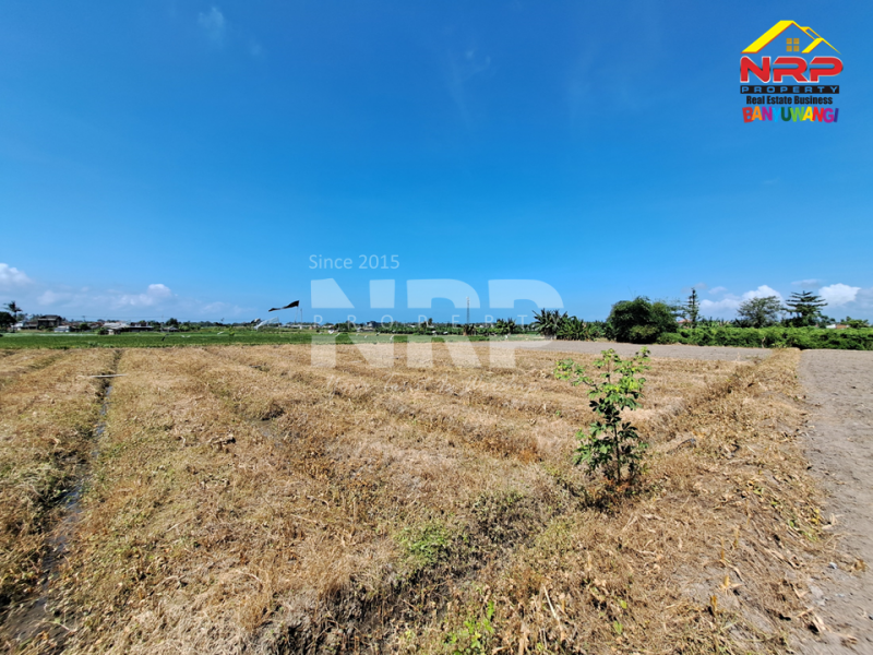 Dijual Tanah di Tukangkayu Belakang SMAN 1 Banyuwangi  Dijual tanah murah di banyuwangi kota  Dijual Tanah di Tukangkayu Belakang SMAN 1 Banyuwangi&nbsp;
Masih berada di Pusat Kota Banyuwangi. Bisa untuk pertanian atau investasi jangka NRP BANYUWANGI