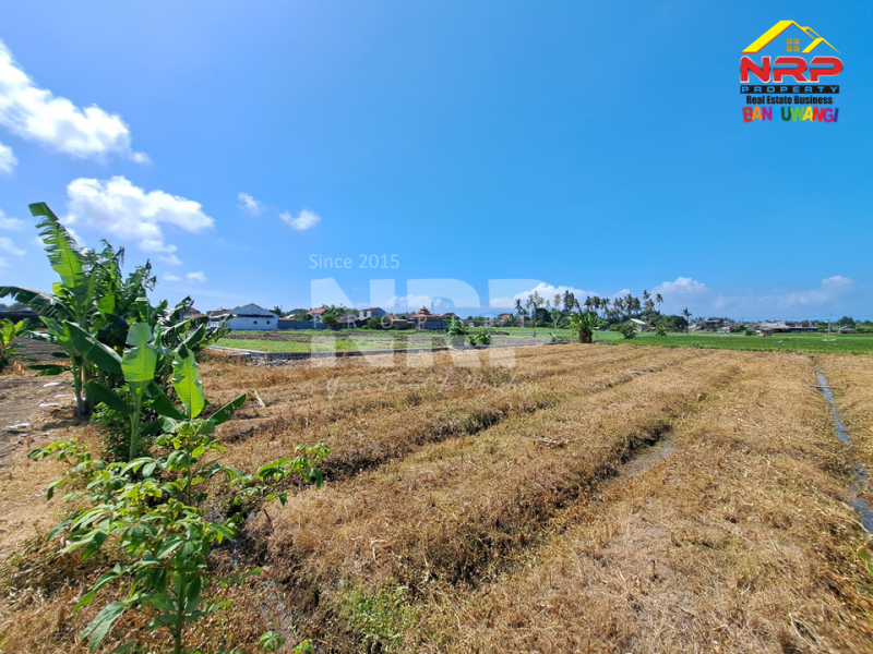 Dijual Tanah di Tukangkayu Belakang SMAN 1 Banyuwangi  Dijual tanah murah di banyuwangi kota  Dijual Tanah di Tukangkayu Belakang SMAN 1 Banyuwangi&nbsp;
Masih berada di Pusat Kota Banyuwangi. Bisa untuk pertanian atau investasi jangka NRP BANYUWANGI