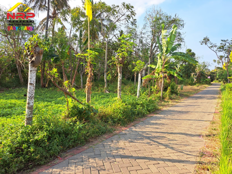 Dijual Tanah Hook dikawasan Perumahan Klatak  - Banyuwangi Dijual Tanah Hook dikawasan Perumahan Klatak  - Banyuwangi Dijual Tanah Hook dikawasan Perumahan Klatak&nbsp; - Banyuwangi
Lokasi Sangat Strategis Dekat&nbsp; dengan Kawasan Hotel dan Resto Banyuwangi&nbsp;
Akses NRP BANYUWANGI