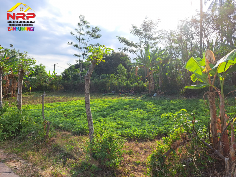 Dijual Tanah Hook dikawasan Perumahan Klatak  - Banyuwangi Dijual Tanah Hook dikawasan Perumahan Klatak  - Banyuwangi Dijual Tanah Hook dikawasan Perumahan Klatak&nbsp; - Banyuwangi
Lokasi Sangat Strategis Dekat&nbsp; dengan Kawasan Hotel dan Resto Banyuwangi&nbsp;
Akses NRP BANYUWANGI