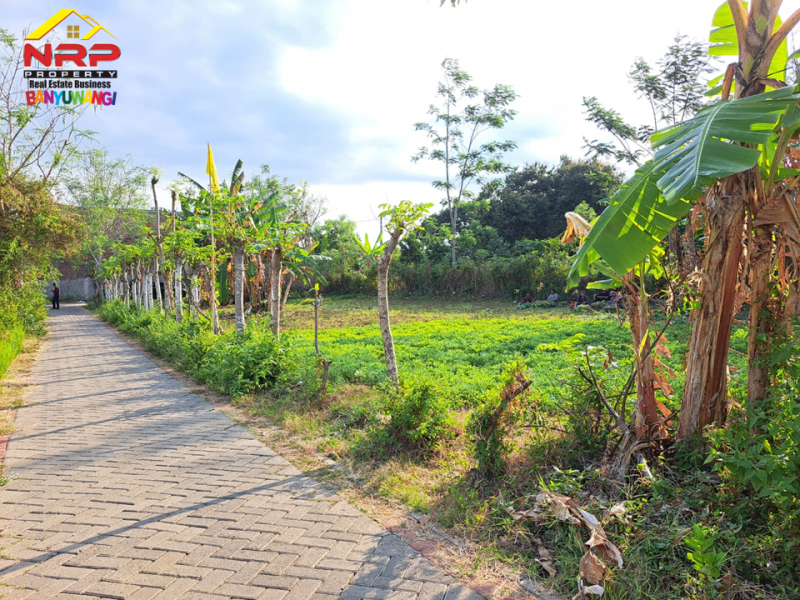 Dijual Tanah Hook dikawasan Perumahan Klatak  - Banyuwangi Dijual Tanah Hook dikawasan Perumahan Klatak  - Banyuwangi Dijual Tanah Hook dikawasan Perumahan Klatak&nbsp; - Banyuwangi
Lokasi Sangat Strategis Dekat&nbsp; dengan Kawasan Hotel dan Resto Banyuwangi&nbsp;
Akses NRP BANYUWANGI