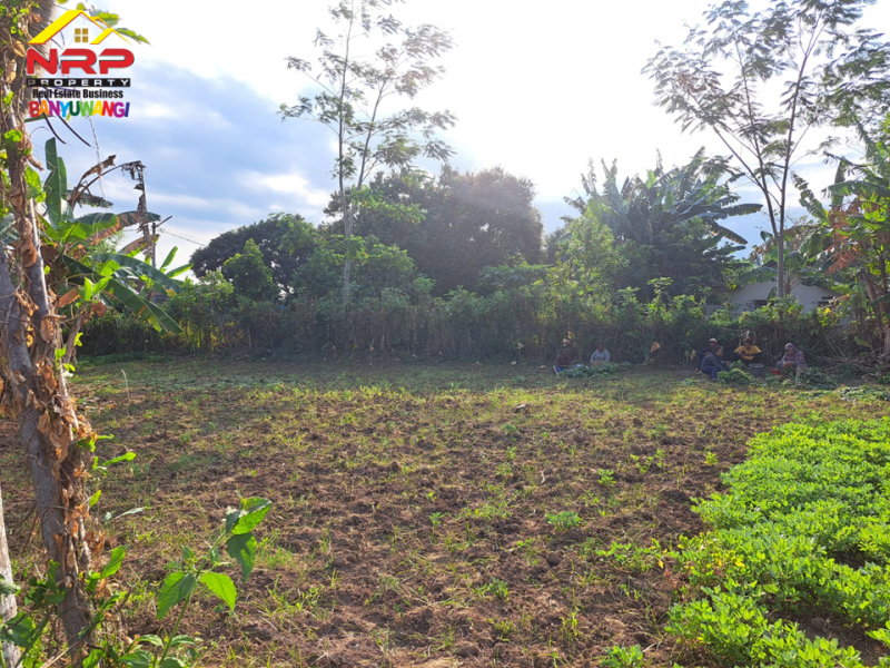 Dijual Tanah Hook dikawasan Perumahan Klatak  - Banyuwangi Dijual Tanah Hook dikawasan Perumahan Klatak  - Banyuwangi Dijual Tanah Hook dikawasan Perumahan Klatak&nbsp; - Banyuwangi
Lokasi Sangat Strategis Dekat&nbsp; dengan Kawasan Hotel dan Resto Banyuwangi&nbsp;
Akses NRP BANYUWANGI