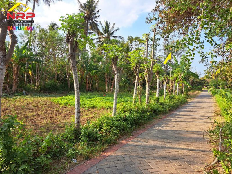 Dijual Tanah Hook dikawasan Perumahan Klatak  - Banyuwangi Dijual Tanah Hook dikawasan Perumahan Klatak  - Banyuwangi Dijual Tanah Hook dikawasan Perumahan Klatak&nbsp; - Banyuwangi
Lokasi Sangat Strategis Dekat&nbsp; dengan Kawasan Hotel dan Resto Banyuwangi&nbsp;
Akses NRP BANYUWANGI