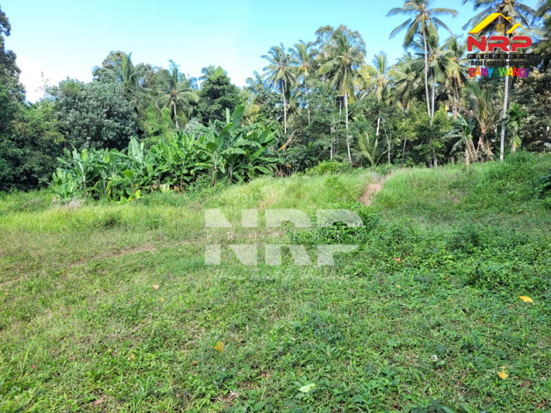 Dijual Tanah Hook Siap Bangun di Glagah - Banyuwangi  Dijual Tanah Hook Siap Bangun di Glagah - Banyuwangi  Dijual Tanah Hook Siap Bangun di Glagah - Banyuwangi&nbsp;
Lokasi hidden gem, masih asri, dekat persawahan dan view sawah terasiring.&nbsp;
Hanya 15 menit NRP BANYUWANGI