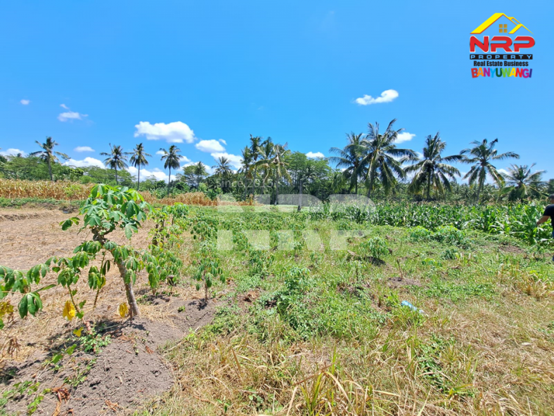 Dijual Tanah Kavling di Belakang Kantor Satpas Polresta Banyuwangi  Dijual Tanah Kavling di Belakang Kantor Satpas Polresta Banyuwangi  Dijual Tanah Kavling di Belakang Kantor Satpas Polresta Banyuwangi&nbsp;
Posisi pojok, Sangat cocok untuk investasi.

Luas Tanah: 185 NRP BANYUWANGI