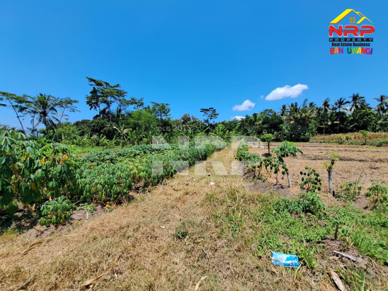 Dijual Tanah Kavling di Belakang Kantor Satpas Polresta Banyuwangi  Dijual Tanah Kavling di Belakang Kantor Satpas Polresta Banyuwangi  Dijual Tanah Kavling di Belakang Kantor Satpas Polresta Banyuwangi&nbsp;
Posisi pojok, Sangat cocok untuk investasi.

Luas Tanah: 185 NRP BANYUWANGI