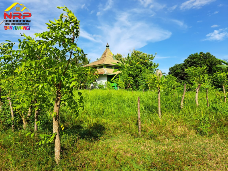 Dijual Tanah Kavling Prospek di Belakang Hotel Illira - Banyuwangi Dijual Tanah Kavling Prospek di Belakang Hotel Illira - Banyuwangi Dijual Tanah Kavling Prospek di Belakang Hotel Illira - Banyuwangi
Akses Jalan Utama dari Jl. YOS SUDARSO&nbsp;
Cocok Untuk Investasi maupun hunian

Luas NRP BANYUWANGI
