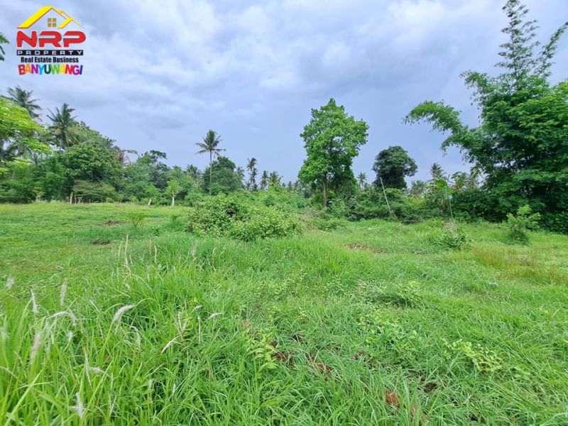 Dijual Tanah Kavling Prospek di Belakang Hotel Ilra, Klatak  - Banyuwangi Dijual Tanah Kavling Prospek di Belakang Hotel Ilra, Klatak  - Banyuwangi Dijual Tanah Kavling Prospek di Belakang Hotel Ilra - Banyuwangi
Akses Jalan Utama dari Jl. YOS SUDARSO&nbsp;
Cocok Untuk Investasi maupun hunian

Luas NRP BANYUWANGI