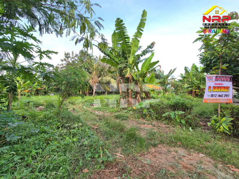 Dijual Tanah Kavling Strategis Cocok Untuk Investasi Dekat Banyuwangi Park  Dijual Tanah Kavling Strategis Cocok Untuk Investasi Dekat Banyuwangi Park  Dijual Tanah Kavling Strategis Cocok Untuk Investasi Dekat Banyuwangi Park&nbsp;
Lokasi Strategis, Nyaman dan Asri dengan Akses jalan Aspal 100 Meter dari Jl. NRP BANYUWANGI