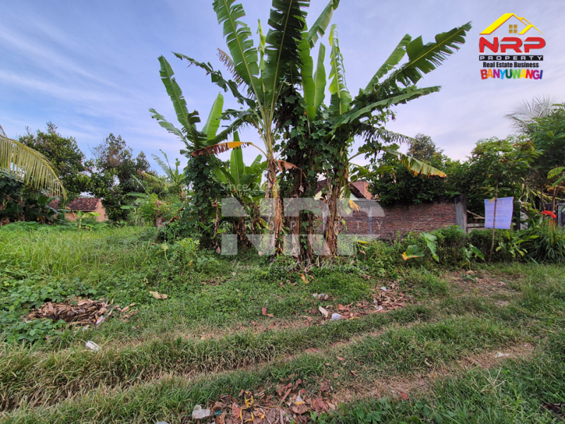Dijual Tanah Kavling Strategis Cocok Untuk Investasi Dekat Banyuwangi Park  Dijual Tanah Kavling Strategis Cocok Untuk Investasi Dekat Banyuwangi Park  Dijual Tanah Kavling Strategis Cocok Untuk Investasi Dekat Banyuwangi Park&nbsp;
Lokasi Strategis, Nyaman dan Asri dengan Akses jalan Aspal 100 Meter dari Jl. NRP BANYUWANGI