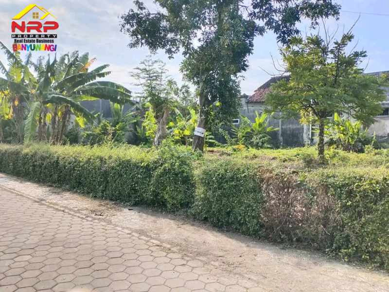 Dijual Tanah Murah di Belakang SMAN 1 Banyuwangi, Kertosari Banyuwangi  Dijual Tanah Murah di Belakang SMAN 1 Banyuwangi, Kertosari Banyuwangi  Dijual Tanah Kavling Strategis Siap Bangun di Belakang SMAN 1 BANYUWANGI&nbsp;
Lokasi Padat Penduduk, Cocok untuk rumah kos, homestay ataupun tempat NRP BANYUWANGI