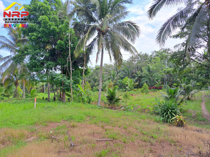 Dijual Tanah Kebun Bonus Bangunan di Tepi Jl. Desa Grogol Banyuwangi  Dijual Tanah Kebun Bonus Bangunan di Tepi Jl. Desa Grogol Banyuwangi  Dijual Tanah Kebun Bonus Bangunan di Tepi Jl. Desa Grogol Banyuwangi
Bersebelahan dengan Ex. Gedung Ajib Banyuwangi , View Selat Bali
Cocok untuk Villa, NRP BANYUWANGI