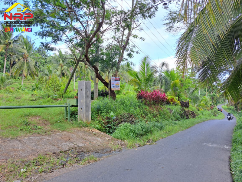 Dijual Tanah Kebun Bonus Bangunan di Tepi Jl. Desa Grogol Banyuwangi  Dijual Tanah Kebun Bonus Bangunan di Tepi Jl. Desa Grogol Banyuwangi  Dijual Tanah Kebun Bonus Bangunan di Tepi Jl. Desa Grogol Banyuwangi
Bersebelahan dengan Ex. Gedung Ajib Banyuwangi , View Selat Bali
Cocok untuk Villa, NRP BANYUWANGI