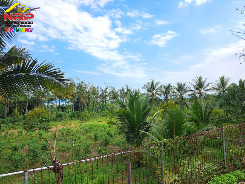 Dijual Tanah Kebun Bonus Bangunan di Tepi Jl. Desa Grogol Banyuwangi  Dijual Tanah Kebun Bonus Bangunan di Tepi Jl. Desa Grogol Banyuwangi  Dijual Tanah Kebun Bonus Bangunan di Tepi Jl. Desa Grogol Banyuwangi
Bersebelahan dengan Ex. Gedung Ajib Banyuwangi , View Selat Bali
Cocok untuk Villa, NRP BANYUWANGI