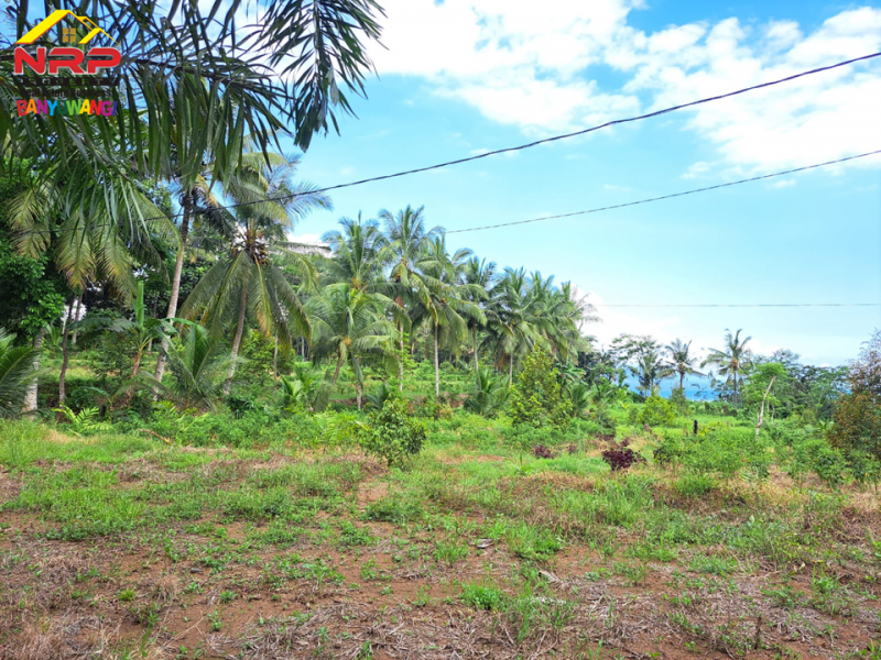 Dijual Tanah Kebun Bonus Bangunan di Tepi Jl. Desa Grogol Banyuwangi  Dijual Tanah Kebun Bonus Bangunan di Tepi Jl. Desa Grogol Banyuwangi  Dijual Tanah Kebun Bonus Bangunan di Tepi Jl. Desa Grogol Banyuwangi
Bersebelahan dengan Ex. Gedung Ajib Banyuwangi , View Selat Bali
Cocok untuk Villa, NRP BANYUWANGI