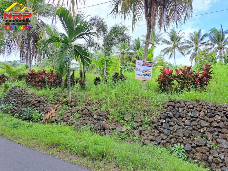 Dijual Tanah Kebun Bonus Bangunan di Tepi Jl. Desa Grogol Banyuwangi  Dijual Tanah Kebun Bonus Bangunan di Tepi Jl. Desa Grogol Banyuwangi  Dijual Tanah Kebun Bonus Bangunan di Tepi Jl. Desa Grogol Banyuwangi
Bersebelahan dengan Ex. Gedung Ajib Banyuwangi , View Selat Bali
Cocok untuk Villa, NRP BANYUWANGI