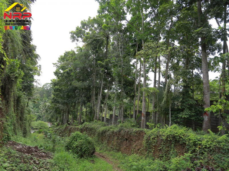Dijual Tanah Kebun dan Sawah Strategis di Tepi Jl. Raya Litjen Banyuwangi.  Dijual Tanah Kebun dan Sawah Strategis di Tepi Jl. Raya Litjen Banyuwangi.  Dijual Tanah Kebun dan Sawah Strategis di Tepi Jl. Raya Litjen Banyuwangi.
Akses Utama menuju Destinasi Wisata Kawah Ijen
Cocok untuk Resto, Villa, NRP BANYUWANGI