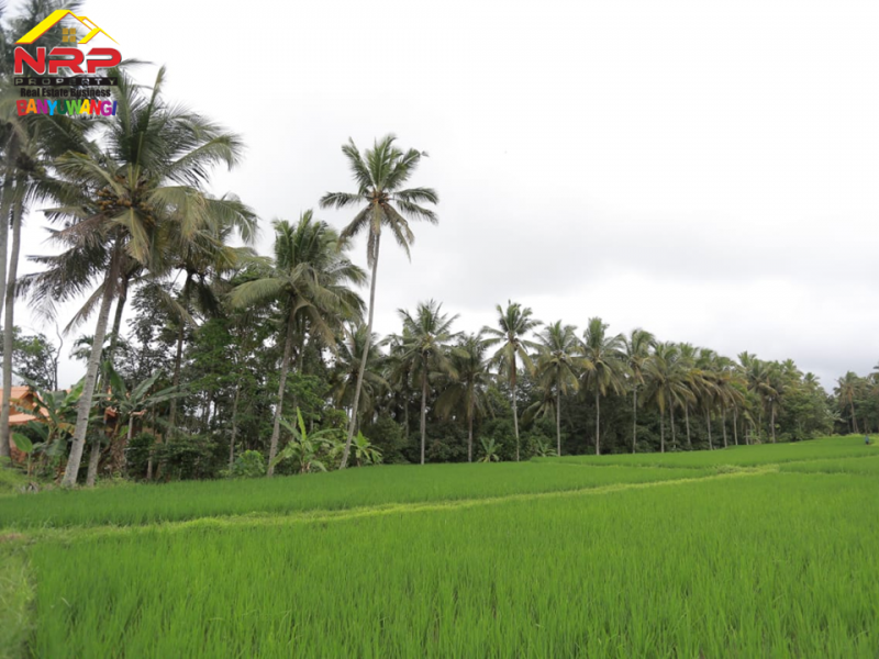 Dijual Tanah Kebun dan Sawah Strategis di Tepi Jl. Raya Litjen Banyuwangi.  Dijual Tanah Kebun dan Sawah Strategis di Tepi Jl. Raya Litjen Banyuwangi.  Dijual Tanah Kebun dan Sawah Strategis di Tepi Jl. Raya Litjen Banyuwangi.
Akses Utama menuju Destinasi Wisata Kawah Ijen
Cocok untuk Resto, Villa, NRP BANYUWANGI