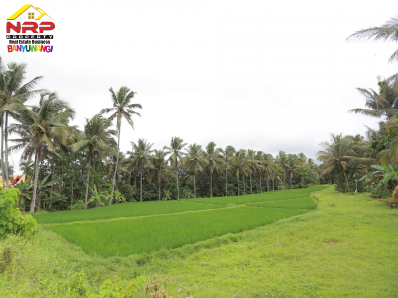 Dijual Tanah Kebun dan Sawah Strategis di Tepi Jl. Raya Litjen Banyuwangi.  Dijual Tanah Kebun dan Sawah Strategis di Tepi Jl. Raya Litjen Banyuwangi.  Dijual Tanah Kebun dan Sawah Strategis di Tepi Jl. Raya Litjen Banyuwangi.
Akses Utama menuju Destinasi Wisata Kawah Ijen
Cocok untuk Resto, Villa, NRP BANYUWANGI