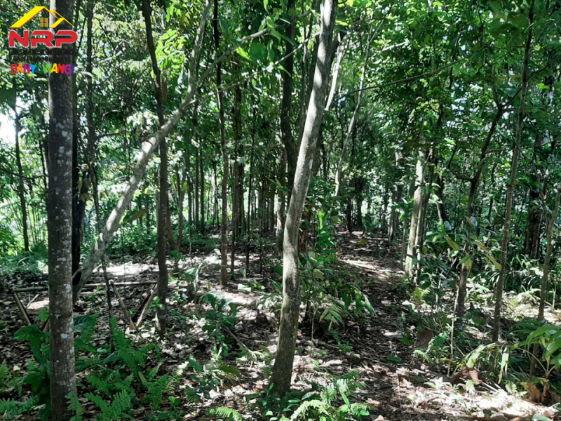 Dijual Tanah Kebun Dengan View Cantik di Licin - Banyuwangi  Dijual Tanah Kebun Dengan View Cantik di Licin - Banyuwangi  Dijual Tanah Kebun Dengan View Cantik di Licin - Banyuwangi&nbsp;
Sangat cocok untuk Investasi dan Perkebunan
View Persawahan.

Luas Tanah : 1.374 NRP BANYUWANGI