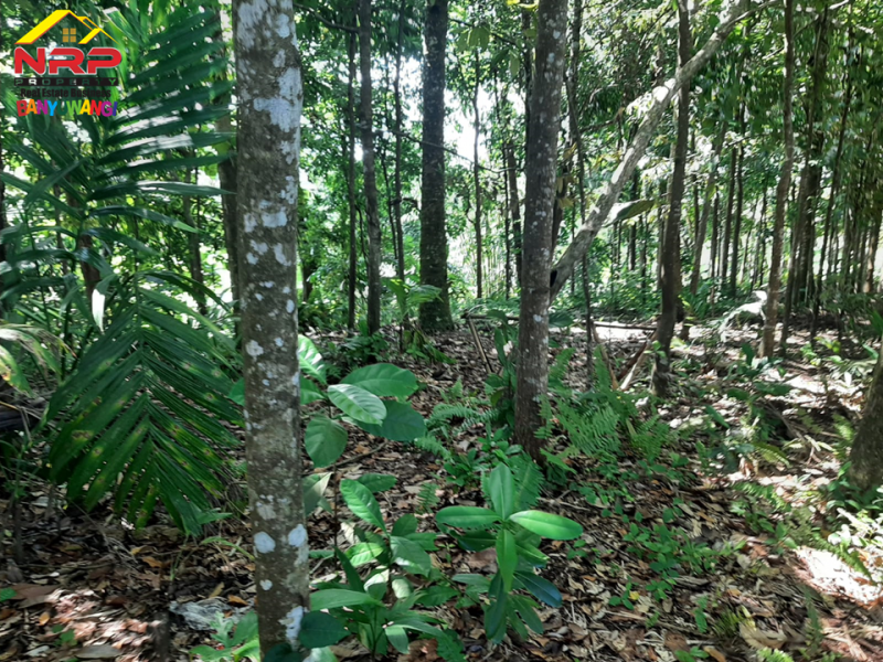 Dijual Tanah Kebun Dengan View Cantik di Licin - Banyuwangi  Dijual Tanah Kebun Dengan View Cantik di Licin - Banyuwangi  Dijual Tanah Kebun Dengan View Cantik di Licin - Banyuwangi&nbsp;
Sangat cocok untuk Investasi dan Perkebunan
View Persawahan.

Luas Tanah : 1.374 NRP BANYUWANGI