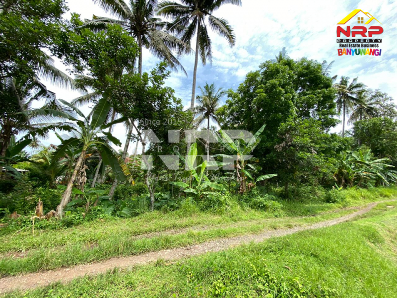 Dijual Tanah Kebun di Desa Kembiritan - Banyuwangi  Dijual Tanah Kebun di Desa Kembiritan - Banyuwangi  Dijual Tanah Kebun di Desa Kembiritan - Banyuwangi&nbsp;
2 Menit dari Jl. Utama Genteng. Cocok buat berkebun.&nbsp;

Luas Tanah : 2.610 NRP BANYUWANGI