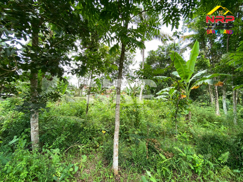 Dijual Tanah Kebun di Desa Kembiritan - Banyuwangi  Dijual Tanah Kebun di Desa Kembiritan - Banyuwangi  Dijual Tanah Kebun di Desa Kembiritan - Banyuwangi&nbsp;
2 Menit dari Jl. Utama Genteng. Cocok buat berkebun.&nbsp;

Luas Tanah : 2.610 NRP BANYUWANGI