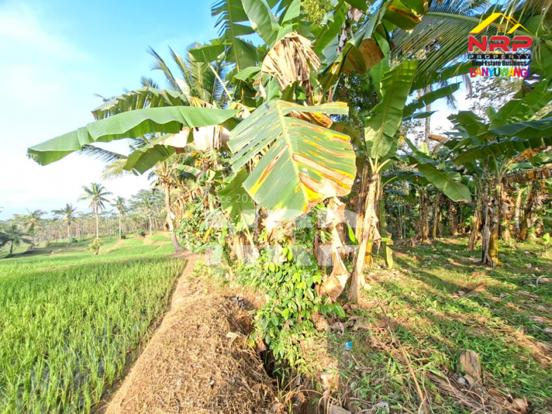 DiJUAL Tanah Kebun di Jelun -  Glagah Banyuwangi DiJUAL Tanah Kebun di Jelun -  Glagah Banyuwangi DiJUAL Tanah Kebun di Jelun -&nbsp; Glagah Banyuwangi
Pemandangan hijau bertingkat, potensi tinggi untuk pertanian & investasi.
Akses mudah, Lokasi NRP BANYUWANGI