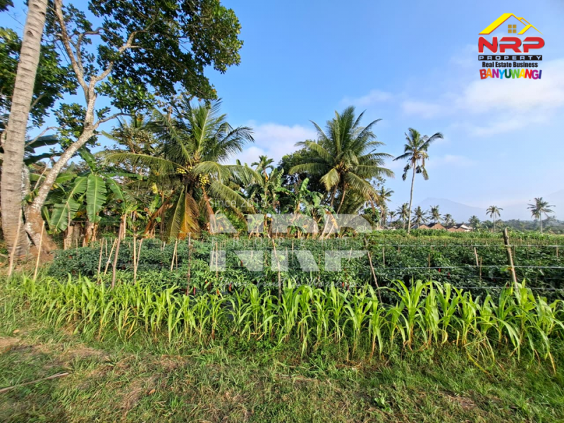 DiJUAL Tanah Kebun di Jelun -  Glagah Banyuwangi DiJUAL Tanah Kebun di Jelun -  Glagah Banyuwangi DiJUAL Tanah Kebun di Jelun -&nbsp; Glagah Banyuwangi
Pemandangan hijau bertingkat, potensi tinggi untuk pertanian & investasi.
Akses mudah, Lokasi NRP BANYUWANGI