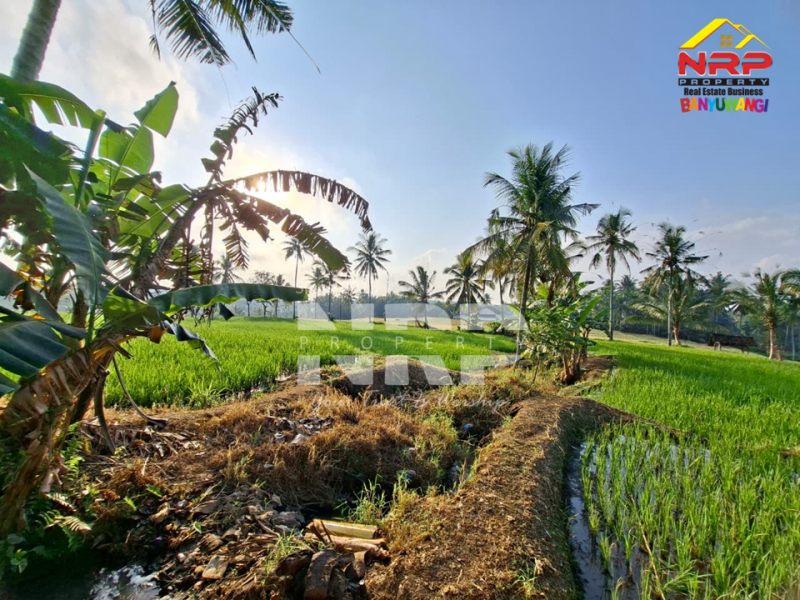 DiJUAL Tanah Kebun di Jelun -  Glagah Banyuwangi DiJUAL Tanah Kebun di Jelun -  Glagah Banyuwangi DiJUAL Tanah Kebun di Jelun -&nbsp; Glagah Banyuwangi
Pemandangan hijau bertingkat, potensi tinggi untuk pertanian & investasi.
Akses mudah, Lokasi NRP BANYUWANGI