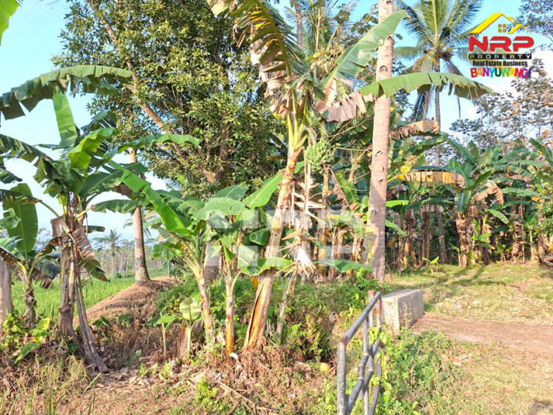 DiJUAL Tanah Kebun di Jelun -  Glagah Banyuwangi DiJUAL Tanah Kebun di Jelun -  Glagah Banyuwangi DiJUAL Tanah Kebun di Jelun -&nbsp; Glagah Banyuwangi
Pemandangan hijau bertingkat, potensi tinggi untuk pertanian & investasi.
Akses mudah, Lokasi NRP BANYUWANGI