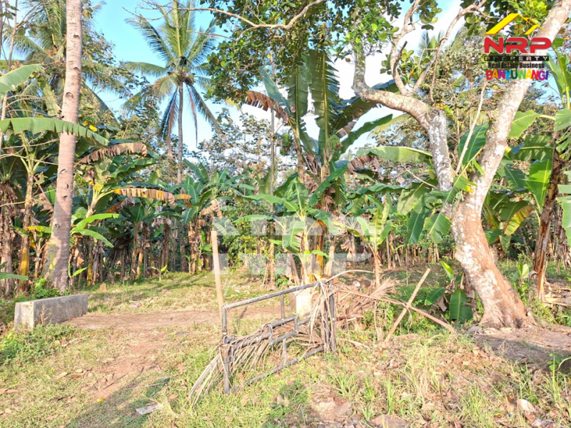DiJUAL Tanah Kebun di Jelun -  Glagah Banyuwangi DiJUAL Tanah Kebun di Jelun -  Glagah Banyuwangi DiJUAL Tanah Kebun di Jelun -&nbsp; Glagah Banyuwangi
Pemandangan hijau bertingkat, potensi tinggi untuk pertanian & investasi.
Akses mudah, Lokasi NRP BANYUWANGI