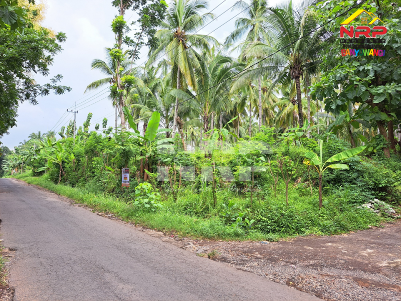 Dijual Tanah Kebun ditepi Jl. Pontianak, Kelir - Banyuwangi  Dijual Tanah Kebun ditepi Jl. Pontianak, Kelir - Banyuwangi  Dijual Tanah Kebun ditepi Jl. Pontianak, Kelir - Banyuwangi&nbsp;
Kebun luas dengan kebun kelapa produktif. Cocok untuk pengembangan kawasan perumahan atau NRP BANYUWANGI