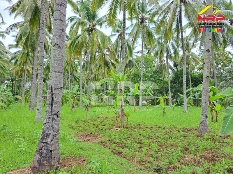 Dijual Tanah Kebun ditepi Jl. Pontianak, Kelir - Banyuwangi  Dijual Tanah Kebun ditepi Jl. Pontianak, Kelir - Banyuwangi  Dijual Tanah Kebun ditepi Jl. Pontianak, Kelir - Banyuwangi&nbsp;
Kebun luas dengan kebun kelapa produktif. Cocok untuk pengembangan kawasan perumahan atau NRP BANYUWANGI
