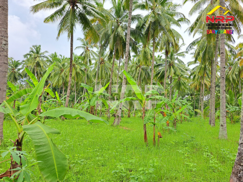 Dijual Tanah Kebun ditepi Jl. Pontianak, Kelir - Banyuwangi  Dijual Tanah Kebun ditepi Jl. Pontianak, Kelir - Banyuwangi  Dijual Tanah Kebun ditepi Jl. Pontianak, Kelir - Banyuwangi&nbsp;
Kebun luas dengan kebun kelapa produktif. Cocok untuk pengembangan kawasan perumahan atau NRP BANYUWANGI
