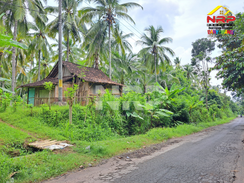 Dijual Tanah Kebun ditepi Jl. Pontianak, Kelir - Banyuwangi  Dijual Tanah Kebun ditepi Jl. Pontianak, Kelir - Banyuwangi  Dijual Tanah Kebun ditepi Jl. Pontianak, Kelir - Banyuwangi&nbsp;
Kebun luas dengan kebun kelapa produktif. Cocok untuk pengembangan kawasan perumahan atau NRP BANYUWANGI