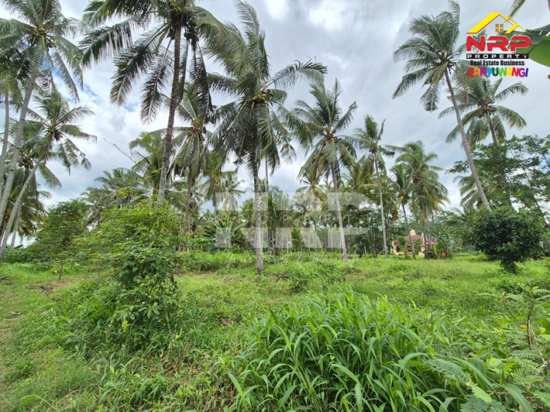 Dijual Tanah Kebun Kelapa di Jl. Macan Putih, Kabat - Banyuwangi Dijual Tanah Kebun Kelapa di Jl. Macan Putih, Kabat - Banyuwangi Dijual Tanah Kebun Kelapa di Jl. Macan Putih, Kabat - Banyuwangi&nbsp;
Cocok untuk gudang, industri maupun usaha perkebunan

Luas Tanah 7.570&nbsp; M2 NRP BANYUWANGI