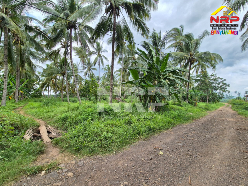 Dijual Tanah Kebun Kelapa di Jl. Macan Putih, Kabat - Banyuwangi Dijual Tanah Kebun Kelapa di Jl. Macan Putih, Kabat - Banyuwangi Dijual Tanah Kebun Kelapa di Jl. Macan Putih, Kabat - Banyuwangi&nbsp;
Cocok untuk gudang, industri maupun usaha perkebunan

Luas Tanah 7.570&nbsp; M2 NRP BANYUWANGI