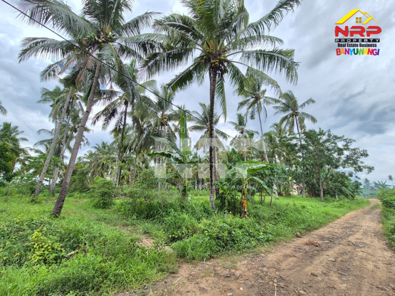 Dijual Tanah Kebun Kelapa di Jl. Macan Putih, Kabat - Banyuwangi Dijual Tanah Kebun Kelapa di Jl. Macan Putih, Kabat - Banyuwangi Dijual Tanah Kebun Kelapa di Jl. Macan Putih, Kabat - Banyuwangi&nbsp;
Cocok untuk gudang, industri maupun usaha perkebunan

Luas Tanah 7.570&nbsp; M2 NRP BANYUWANGI