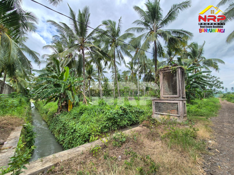 Dijual Tanah Kebun Kelapa di Jl. Macan Putih, Kabat - Banyuwangi Dijual Tanah Kebun Kelapa di Jl. Macan Putih, Kabat - Banyuwangi Dijual Tanah Kebun Kelapa di Jl. Macan Putih, Kabat - Banyuwangi&nbsp;
Cocok untuk gudang, industri maupun usaha perkebunan

Luas Tanah 7.570&nbsp; M2 NRP BANYUWANGI