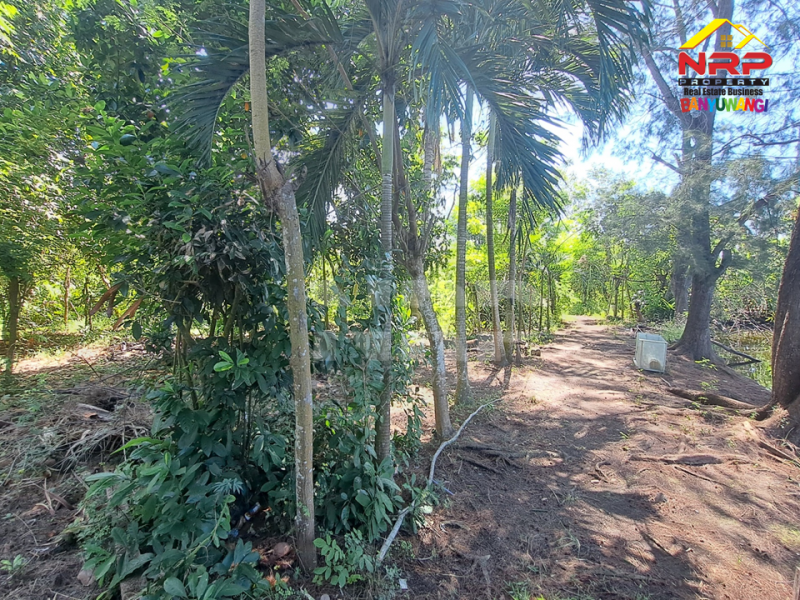 Dijual Tanah Kebun lengkap dengan kolam pancing Murah di Tengah Kota Banyuwangi  Dijual Tanah Kebun lengkap dengan kolam pancing Murah di Tengah Kota Banyuwangi  Dijual Tanah Kebun lengkap dengan kolam pancing Murah di Tengah Kota Banyuwangi&nbsp;
Terletak di Kertosari - Banyuwangi. Dekat dengan pantai gapitan dan NRP BANYUWANGI