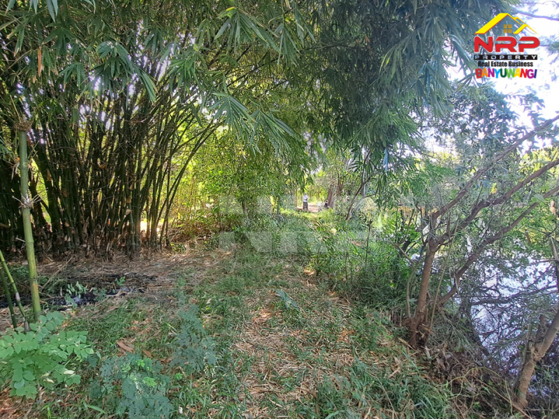 Dijual Tanah Kebun lengkap dengan kolam pancing Murah di Tengah Kota Banyuwangi  Dijual Tanah Kebun lengkap dengan kolam pancing Murah di Tengah Kota Banyuwangi  Dijual Tanah Kebun lengkap dengan kolam pancing Murah di Tengah Kota Banyuwangi&nbsp;
Terletak di Kertosari - Banyuwangi. Dekat dengan pantai gapitan dan NRP BANYUWANGI