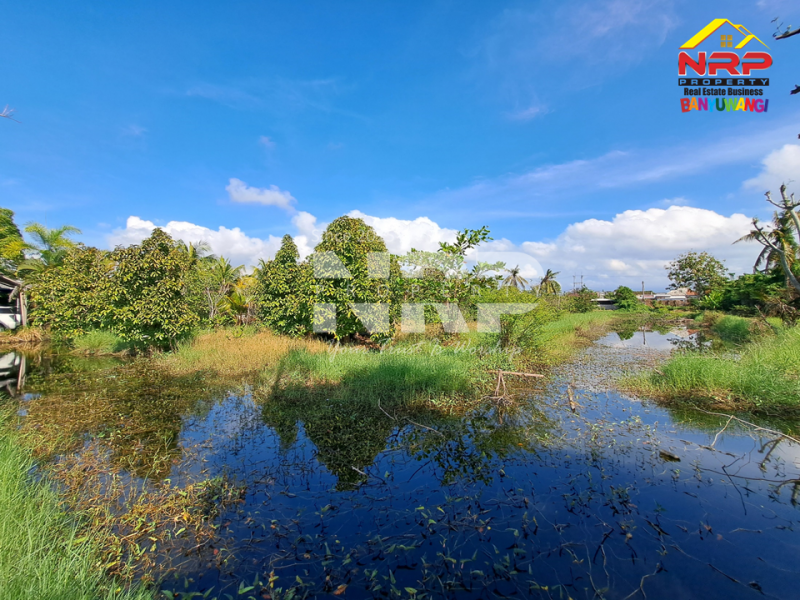 Dijual Tanah Kebun lengkap dengan Tambak Murah di Tengah Kota Banyuwangi  Dijual tanah tambak di dekat pantai banyuwangi kota  Dijual Tanah Kebun lengkap dengan Tambak Murah di Tengah Kota Banyuwangi&nbsp;
Terletak di Kertosari - Banyuwangi. Dekat dengan pantai gapitan dan wonosari NRP BANYUWANGI
