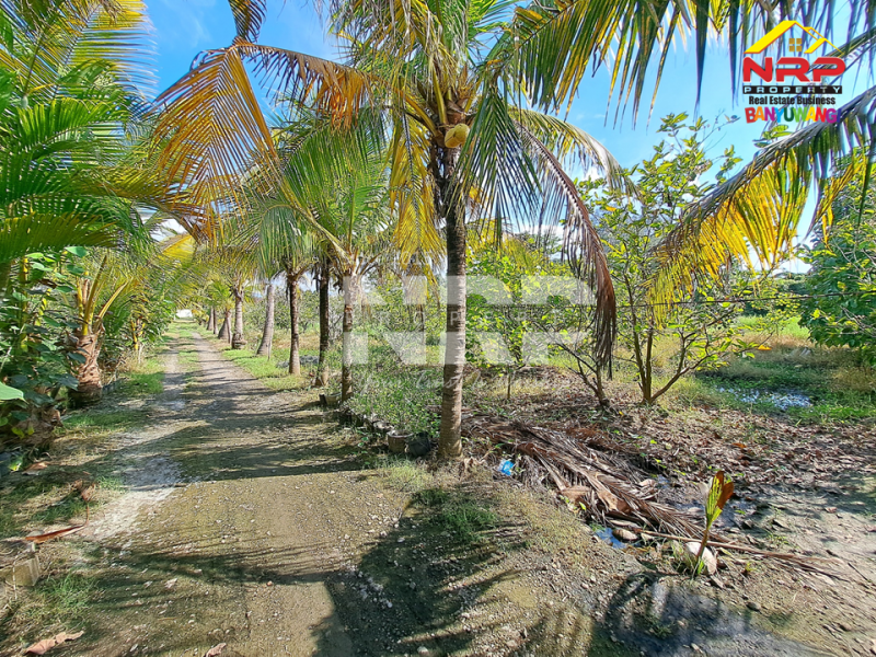 Dijual Tanah Kebun lengkap dengan Tambak Murah di Tengah Kota Banyuwangi  Dijual tanah tambak di dekat pantai banyuwangi kota  Dijual Tanah Kebun lengkap dengan Tambak Murah di Tengah Kota Banyuwangi&nbsp;
Terletak di Kertosari - Banyuwangi. Dekat dengan pantai gapitan dan wonosari NRP BANYUWANGI