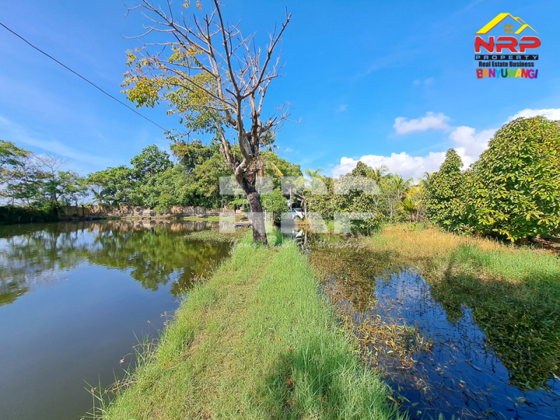 Dijual Tanah Kebun lengkap dengan Tambak Murah di Tengah Kota Banyuwangi  Dijual tanah tambak di dekat pantai banyuwangi kota  Dijual Tanah Kebun lengkap dengan Tambak Murah di Tengah Kota Banyuwangi&nbsp;
Terletak di Kertosari - Banyuwangi. Dekat dengan pantai gapitan dan wonosari NRP BANYUWANGI