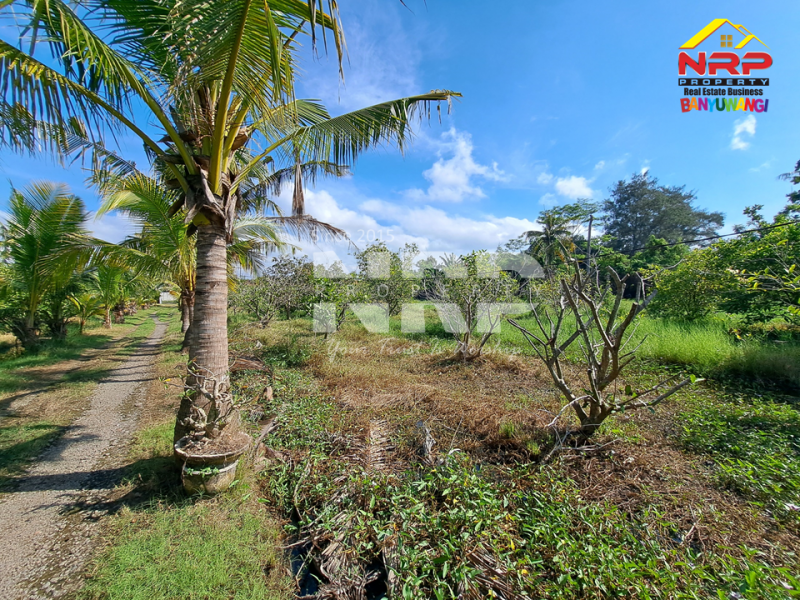 Dijual Tanah Kebun lengkap dengan Tambak Murah di Tengah Kota Banyuwangi  Dijual tanah tambak di dekat pantai banyuwangi kota  Dijual Tanah Kebun lengkap dengan Tambak Murah di Tengah Kota Banyuwangi&nbsp;
Terletak di Kertosari - Banyuwangi. Dekat dengan pantai gapitan dan wonosari NRP BANYUWANGI