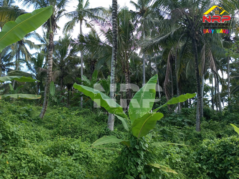 Dijual Tanah Kebun Masih Produkti di Belakang Hotel Kokoon - Banyuwangi  Dijual tanah kebun sangat murah di Kabat Banyuwangi  Dijual Tanah Kebun Masih Produkti di Belakang Hotel Kokoon - Banyuwangi&nbsp;
Lokasi 600 Meter dari Jl. Provinsi, Dadapan. Akses Pickup bisa masuk untuk panen NRP BANYUWANGI