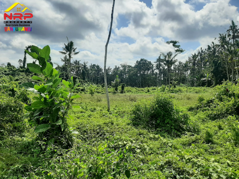 Dijual Tanah Kebun Murah 50 Ribuan Per Meter di Desa Leces, Paspan - Glagah Banyuwangi  Dijual Tanah Kebun Murah 50 Ribuan Per Meter di Desa Leces, Paspan - Glagah Banyuwangi  Dijual Tanah Kebun di Desa Leces, Paspan - Glagah Banyuwangi&nbsp;
Hanya 50 ribu/ meter.&nbsp; Cocok untuk usaha pertanian, perkebunan, atau NRP BANYUWANGI