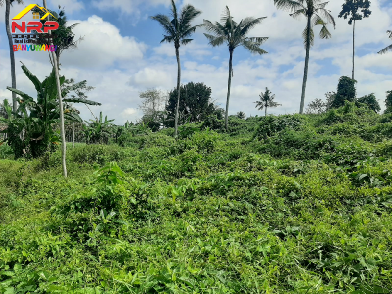 Dijual Tanah Kebun Murah 50 Ribuan Per Meter di Desa Leces, Paspan - Glagah Banyuwangi  Dijual Tanah Kebun Murah 50 Ribuan Per Meter di Desa Leces, Paspan - Glagah Banyuwangi  Dijual Tanah Kebun di Desa Leces, Paspan - Glagah Banyuwangi&nbsp;
Hanya 50 ribu/ meter.&nbsp; Cocok untuk usaha pertanian, perkebunan, atau NRP BANYUWANGI